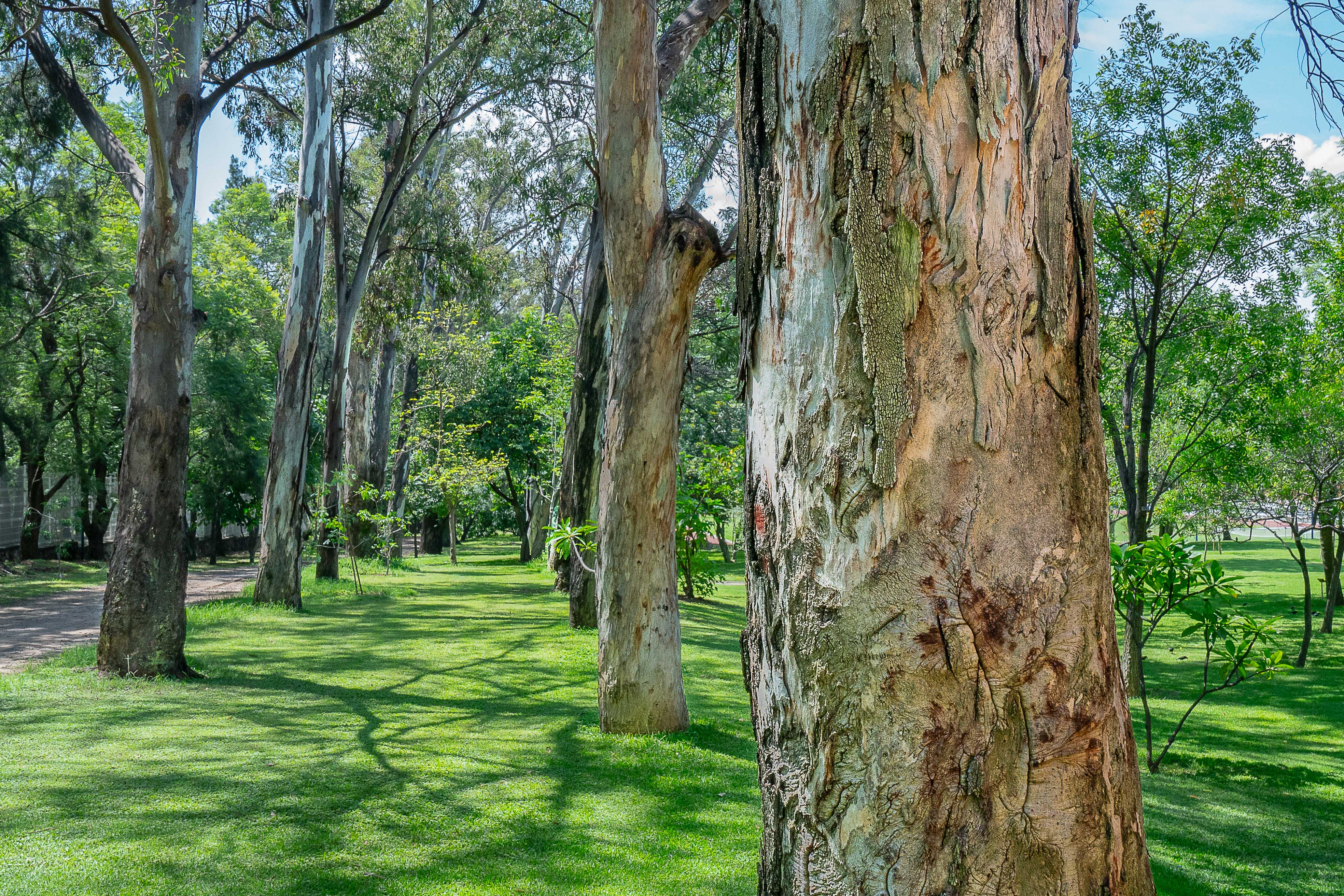 iteso